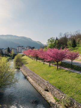  Japonske češnje v polnem razcvetu